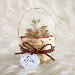 Captivating Souvenir Ideas for your Wedding - Fresh Succulent Plant