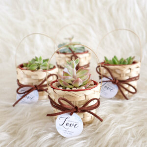 Captivating Wedding Souvenir Ideas for your Wedding - Fresh Succulent Plant