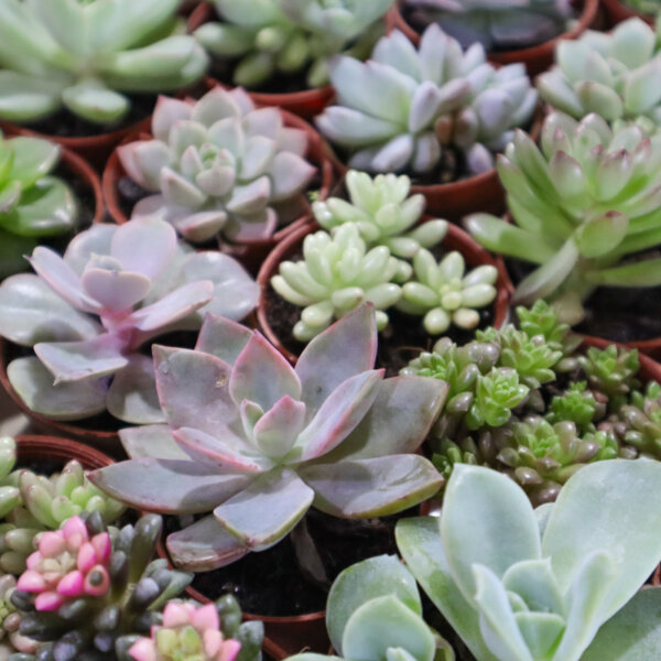 Fresh Succulent Plant Event & Wedding Door Gifts, Souvenirs