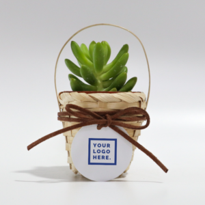 Curate a Gift - Fresh Succulent Plant